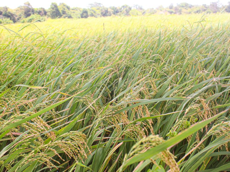 Organic Fertilizer Boosts Harvests in Neelabamma, Karuwalagaswewa