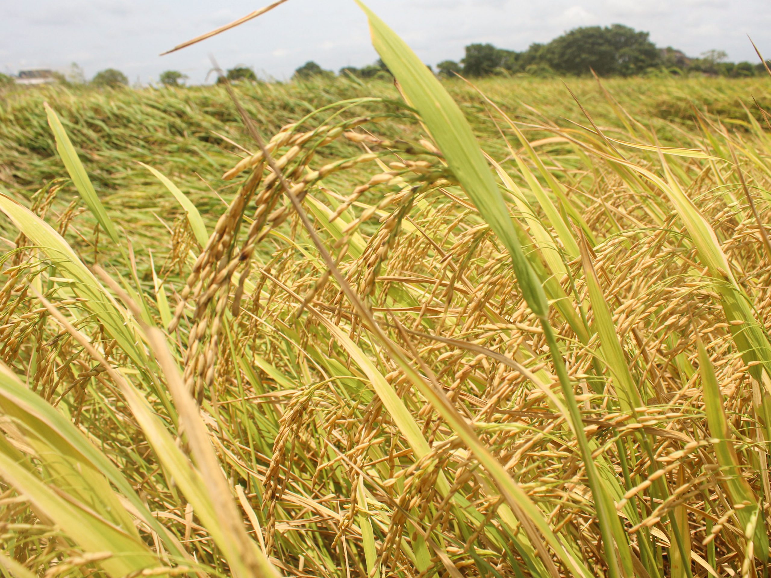 Organic Fertilizer Boosts Harvests in Neelabamma, Karuwalagaswewa